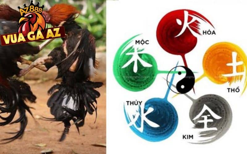 Biết được màu mạng gà, sư kê lựa chọn chiến kê tốt hơn