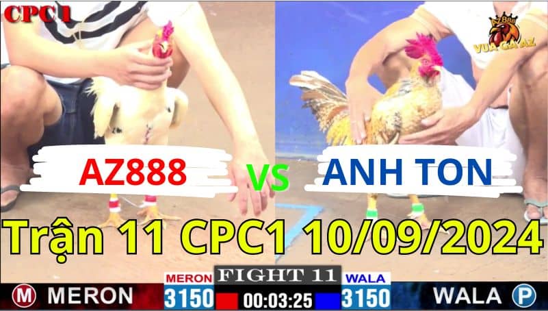 Trận 11 CPC1 10/09/2024 - Gà Bướm AZ888 Đá Đòn Mạnh 1 Cú Hạ Anh Ton